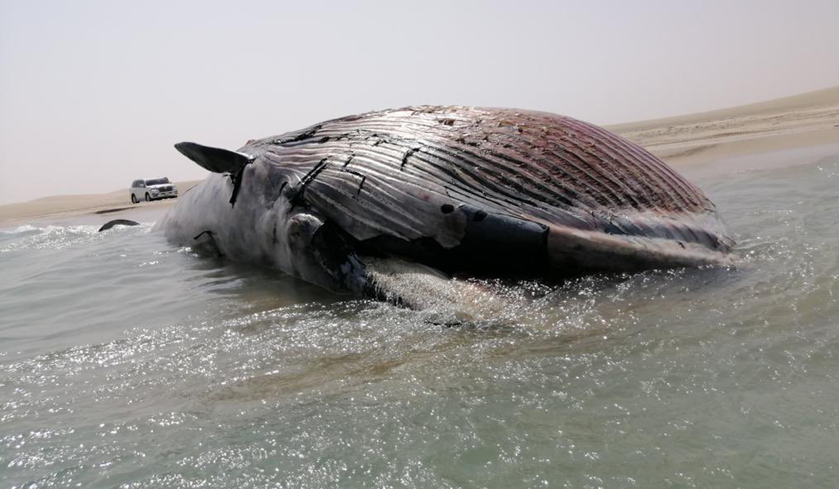 Death of whale found in Sealine caused by starvation says Ministry